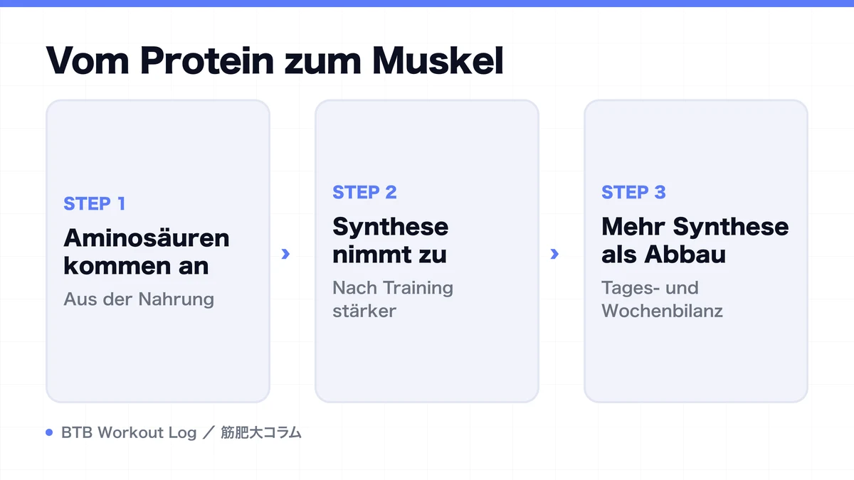 Diagram: Vom Protein zum Muskel