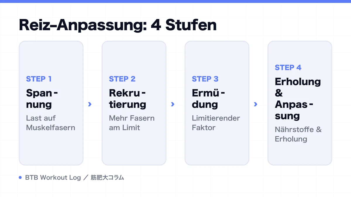 Diagram: Reiz–Anpassung: 4 Stufen