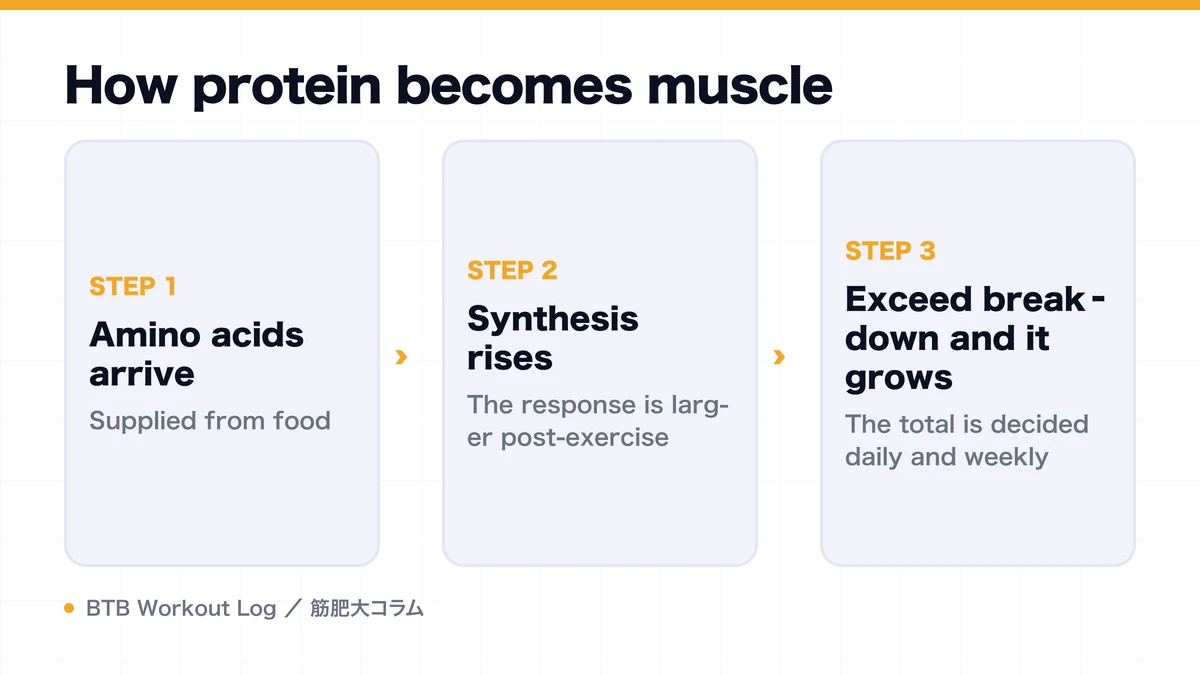 Diagram: How protein becomes muscle