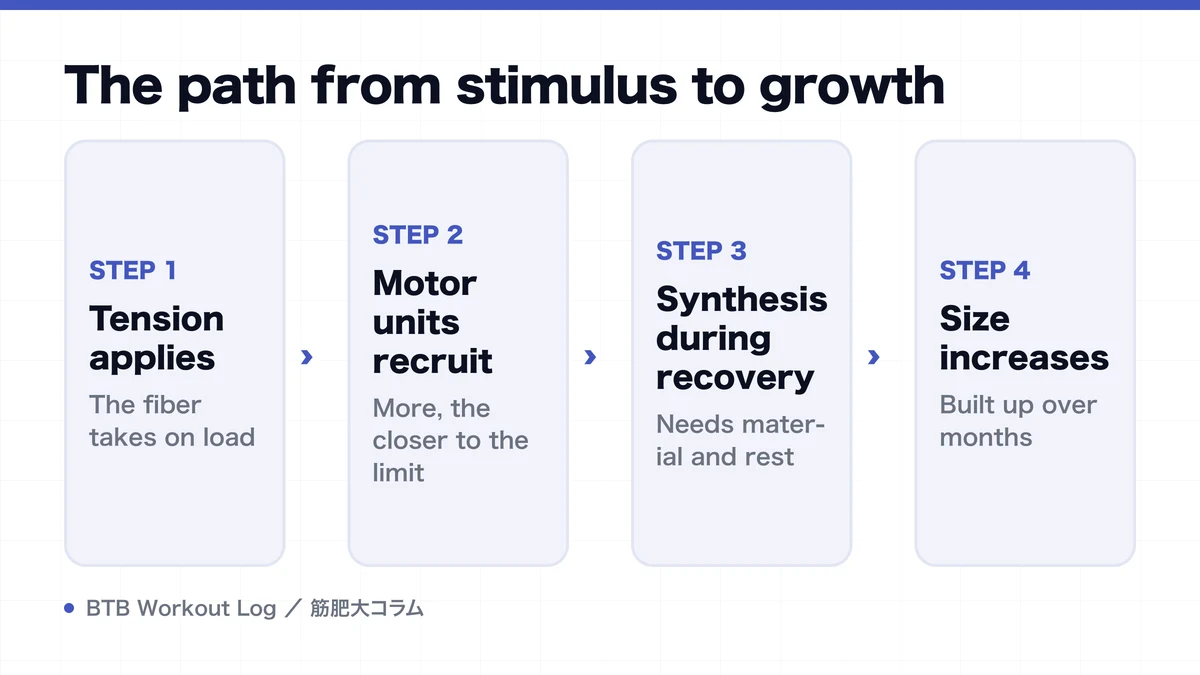 Diagram: The path from stimulus to growth