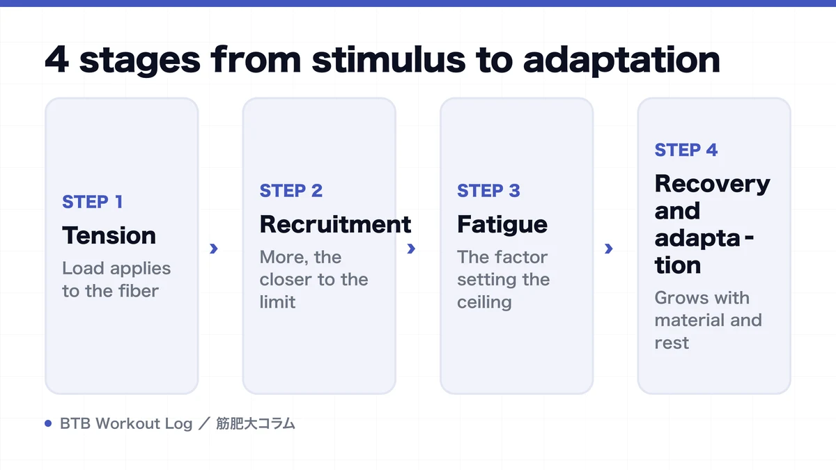 Diagram: 4 stages from stimulus to adaptation