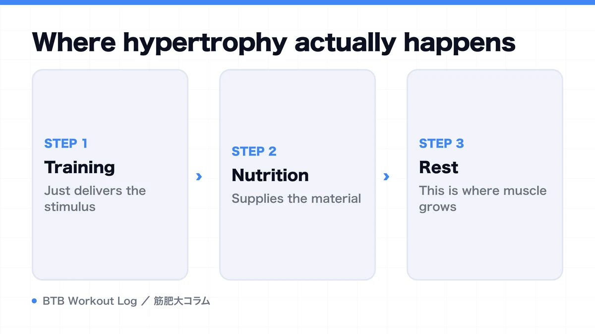 Diagram: Where hypertrophy actually happens