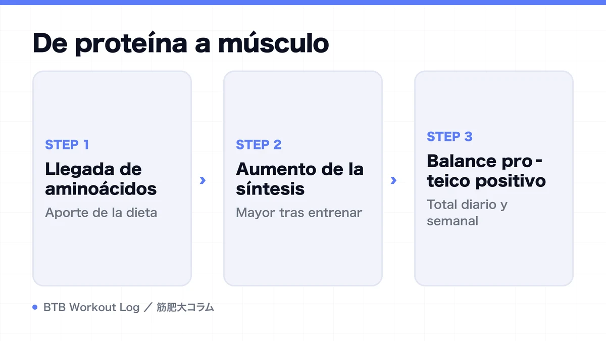 Diagram: De proteína a músculo