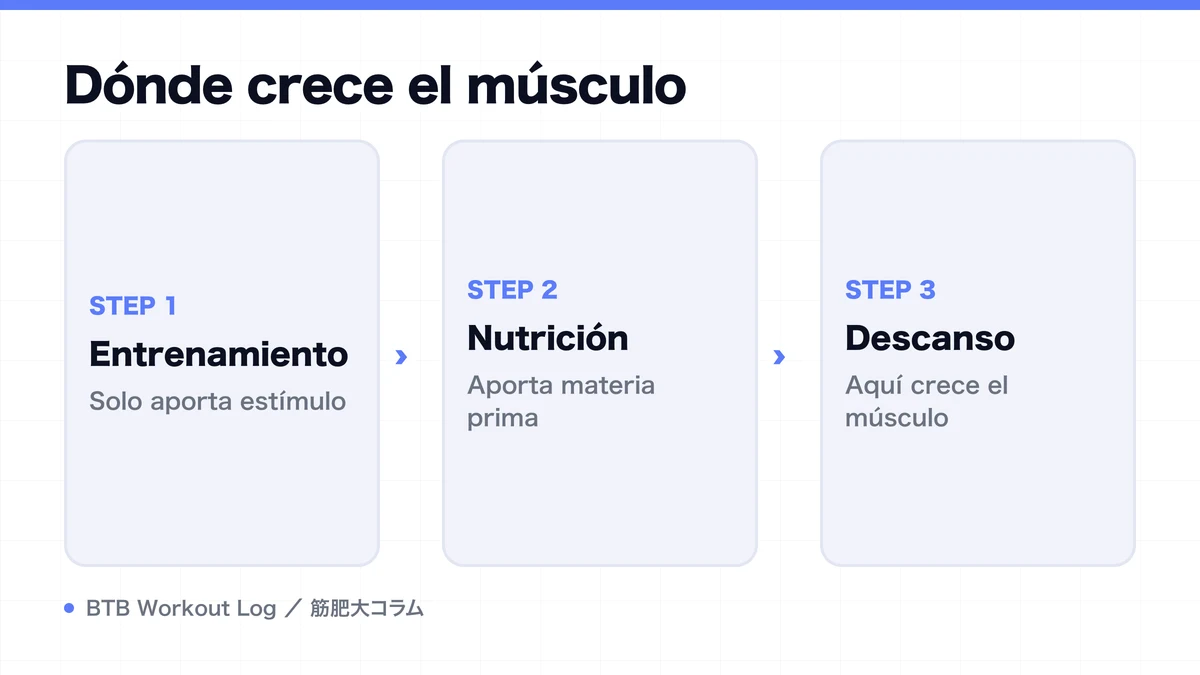 Diagram: Dónde crece el músculo