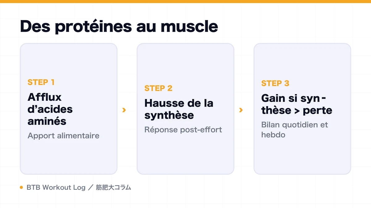 Diagram: Des protéines au muscle