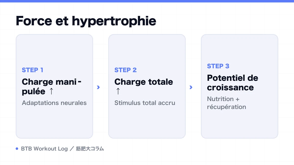 Diagram: Force et hypertrophie