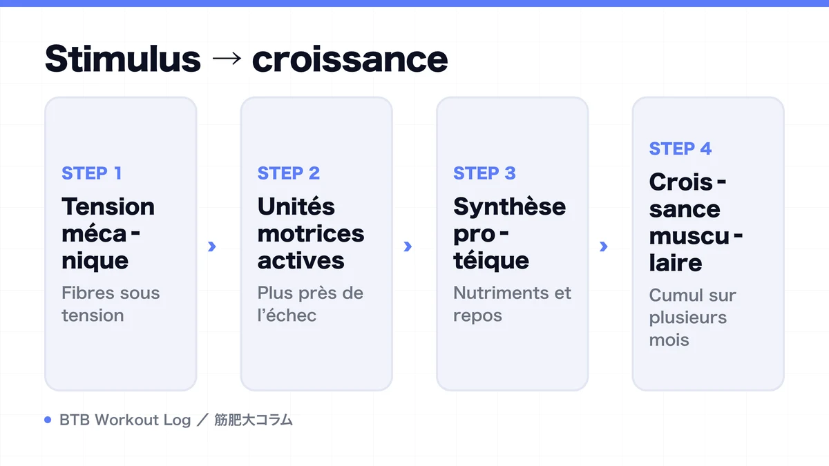 Diagram: Stimulus → croissance