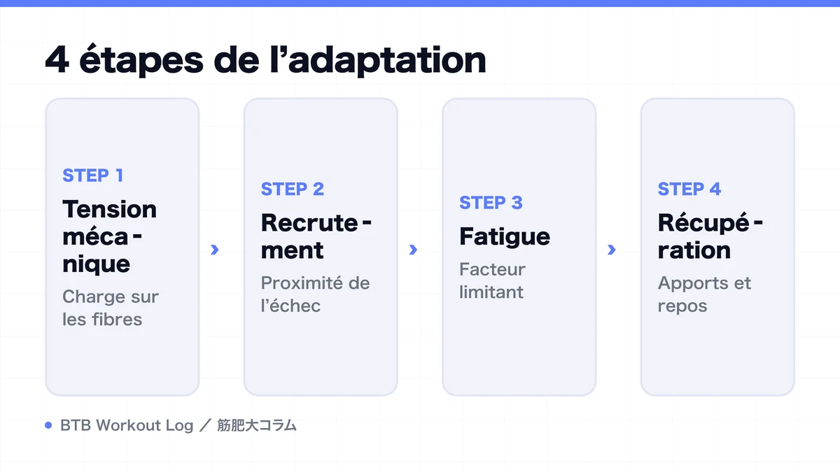 Diagram: 4 étapes de l’adaptation