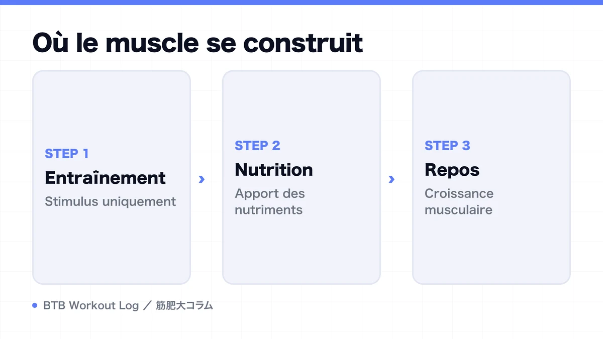 Diagram: Où le muscle se construit