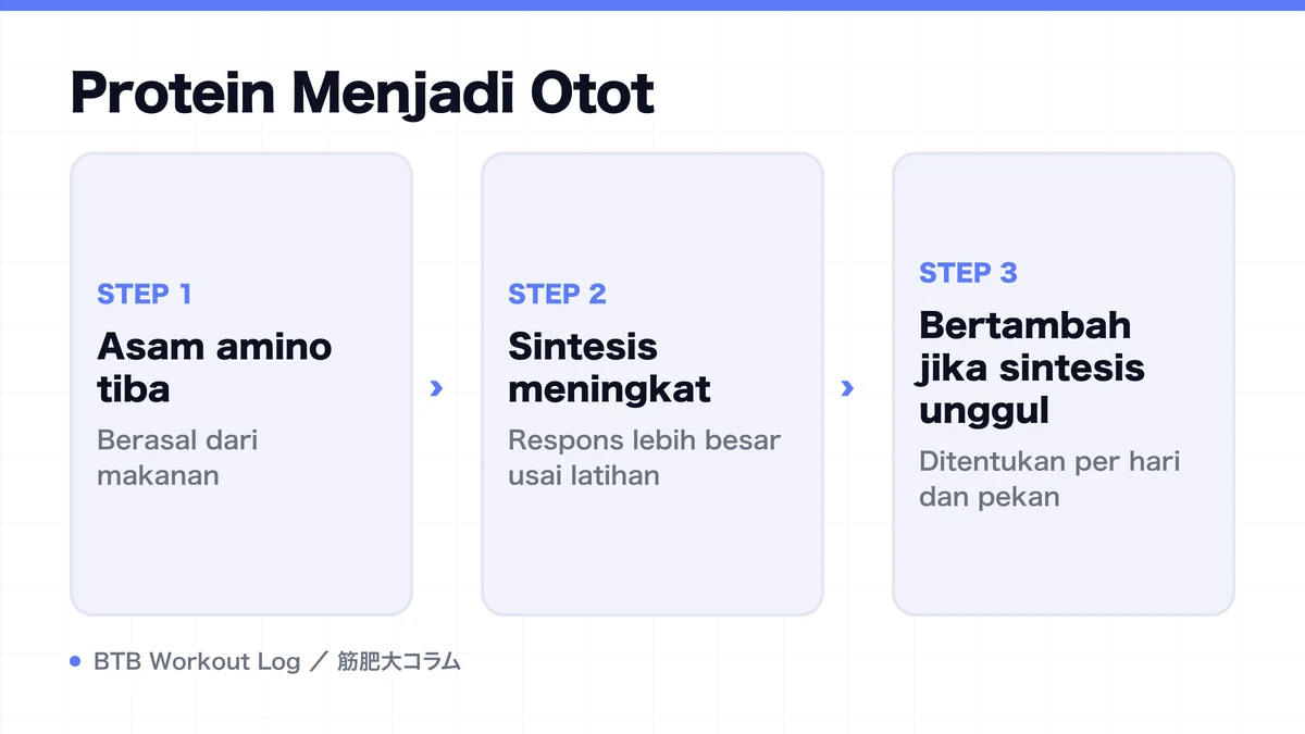 Diagram: Protein Menjadi Otot
