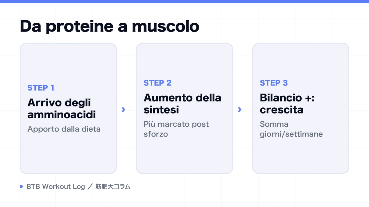 Diagram: Da proteine a muscolo