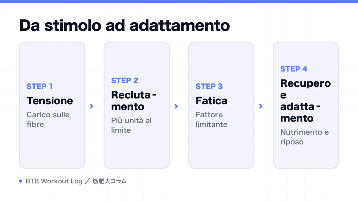 Diagram: Da stimolo ad adattamento