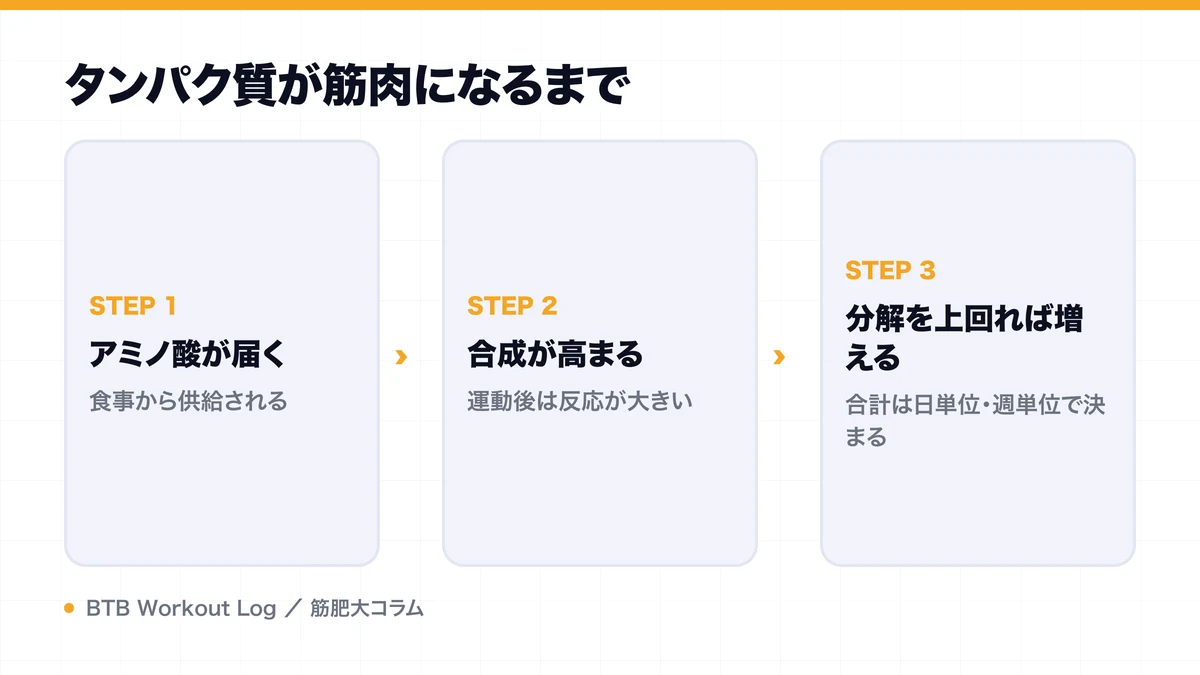 タンパク質が筋肉になるまでを示す図解