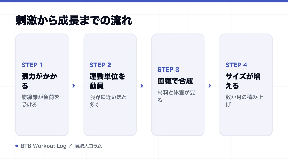 刺激から成長までの流れを示す図解