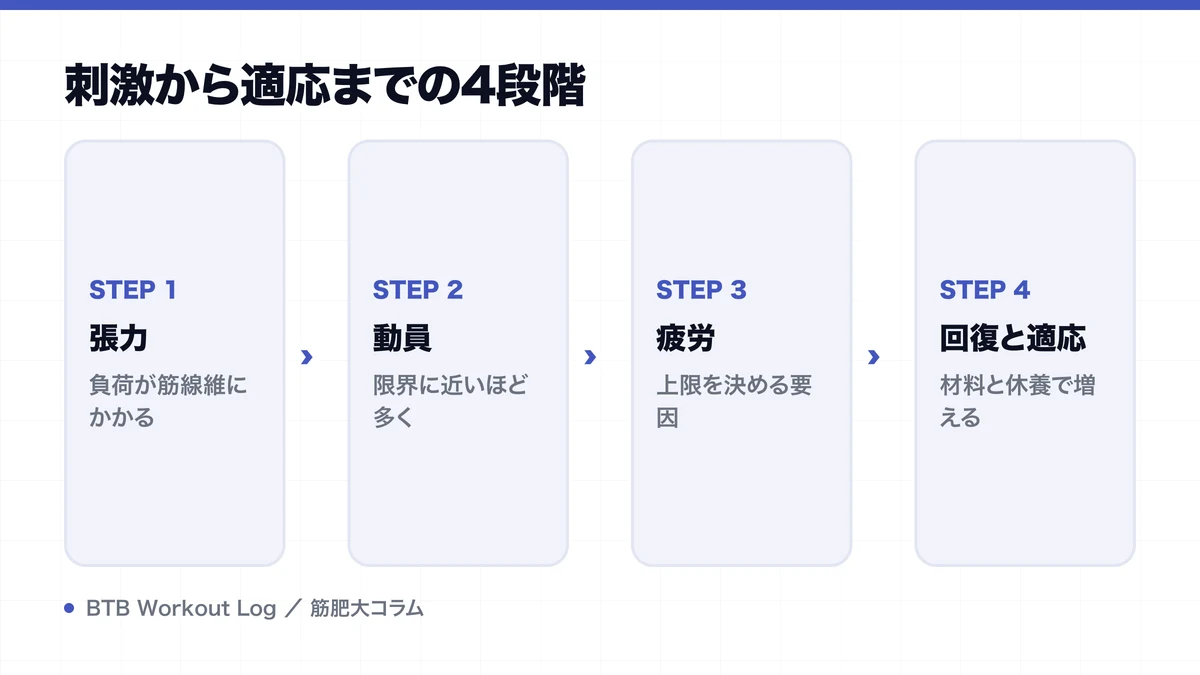 刺激から適応までの4段階を示す図解