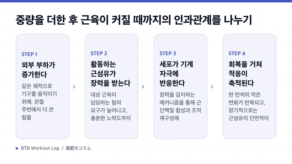 Diagram: 중량을 더한 후 근육이 커질 때까지의 인과관계를 나누기