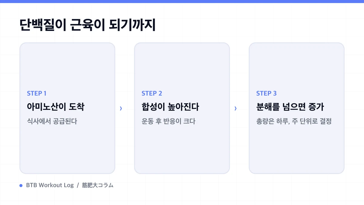 Diagram: 단백질이 근육이 되기까지