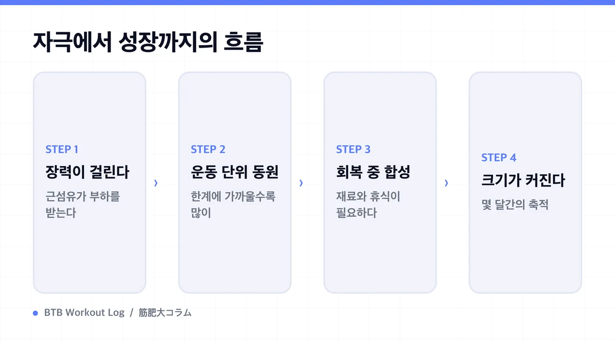 Diagram: 자극에서 성장까지의 흐름