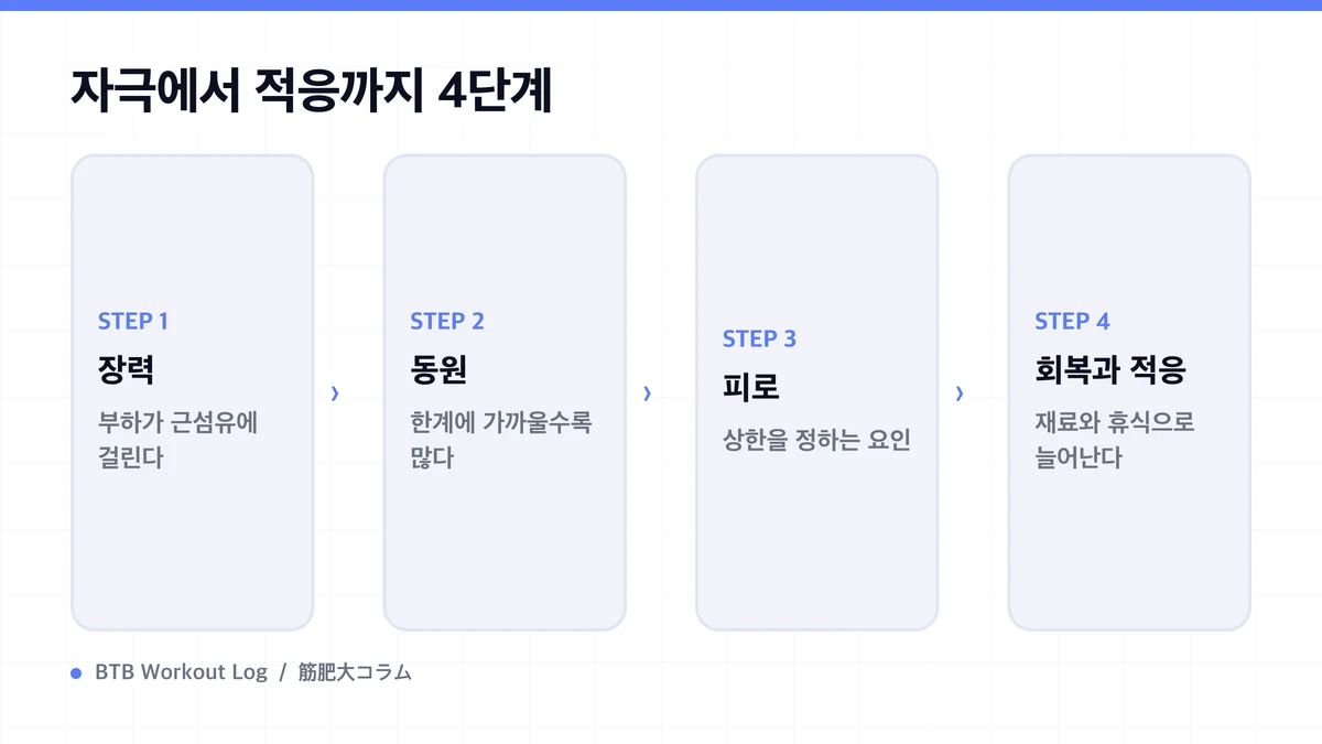 Diagram: 자극에서 적응까지 4단계