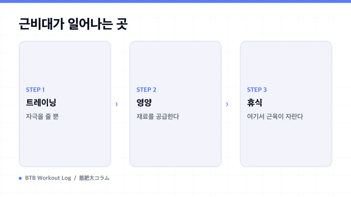 Diagram: 근비대가 일어나는 곳