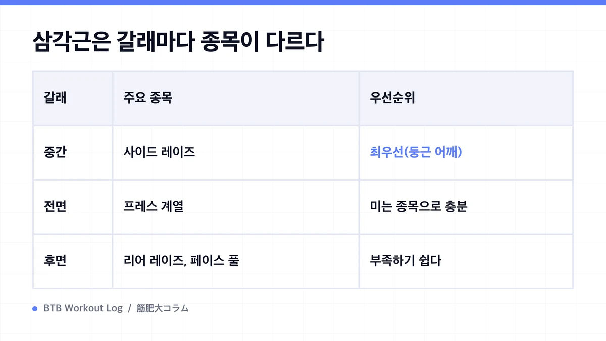 Diagram: 삼각근은 갈래마다 종목이 다르다