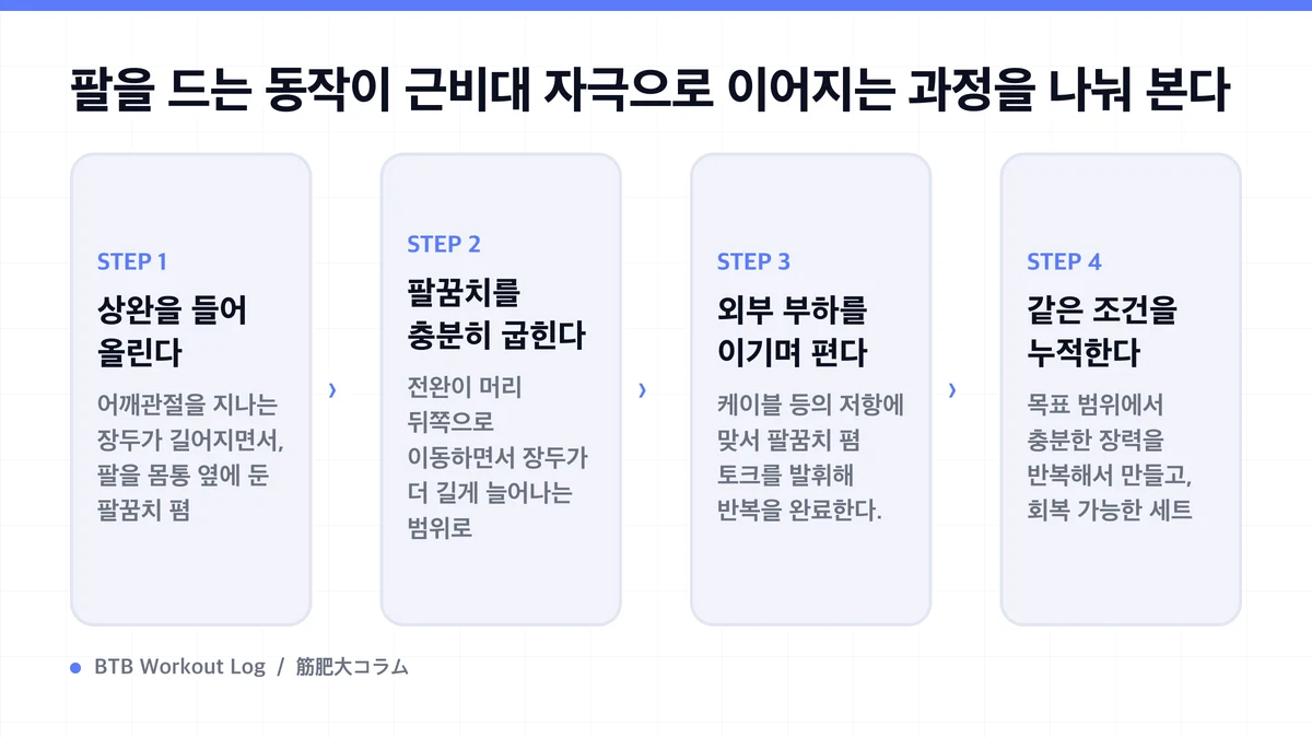 Diagram: 팔을 드는 동작이 근비대 자극으로 이어지는 과정을 나눠 본다