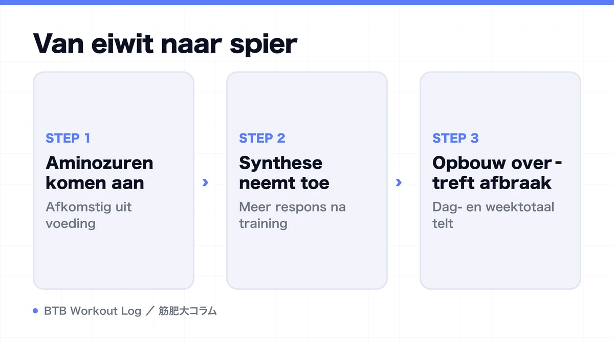Diagram: Van eiwit naar spier