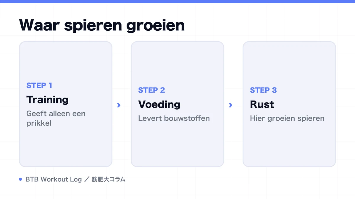 Diagram: Waar spieren groeien