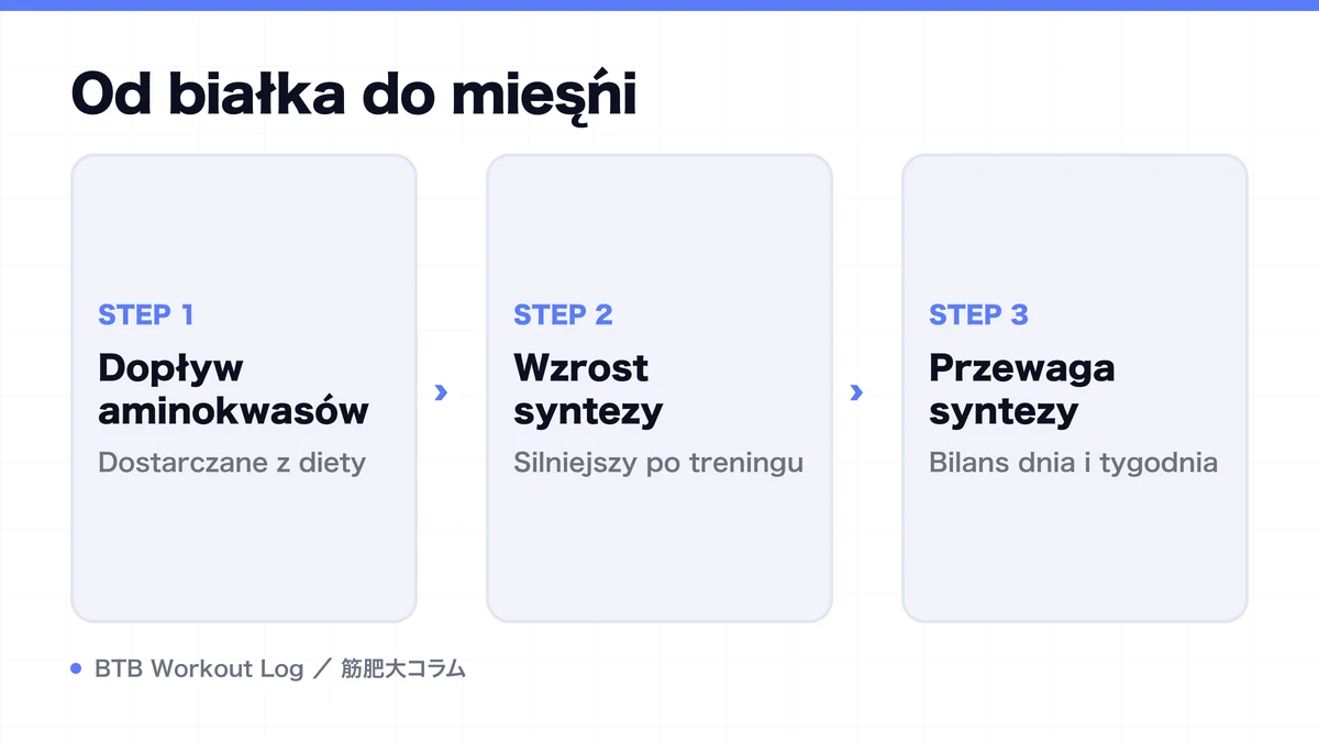 Diagram: Od białka do mięśni