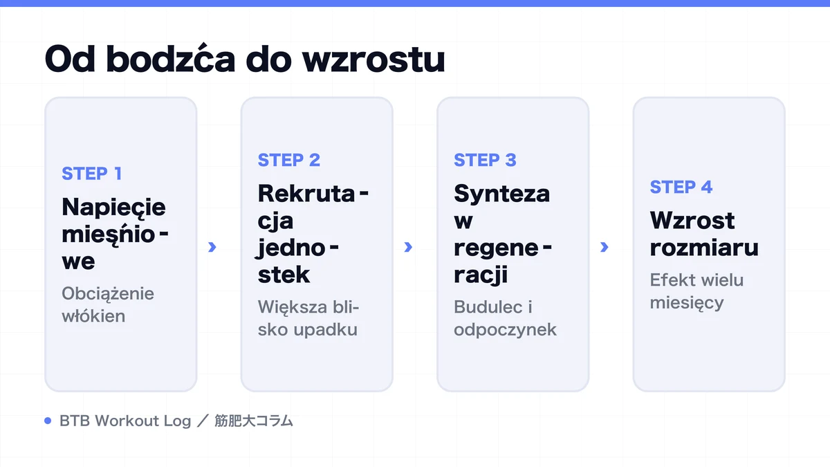Diagram: Od bodźca do wzrostu