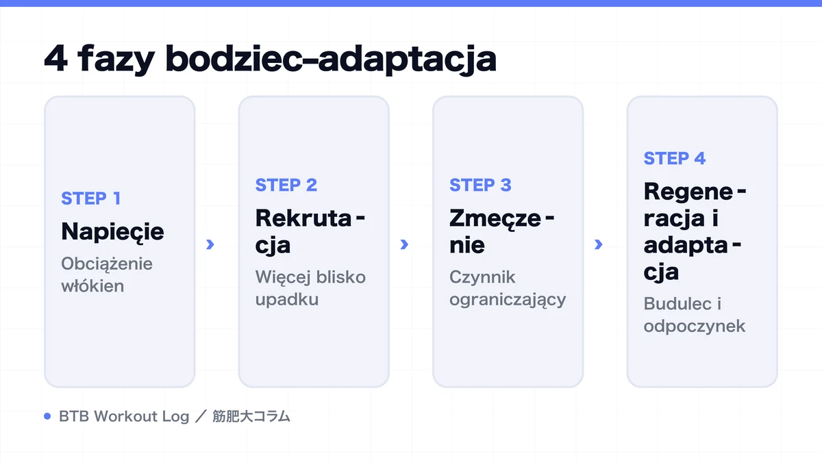 Diagram: 4 fazy bodziec–adaptacja