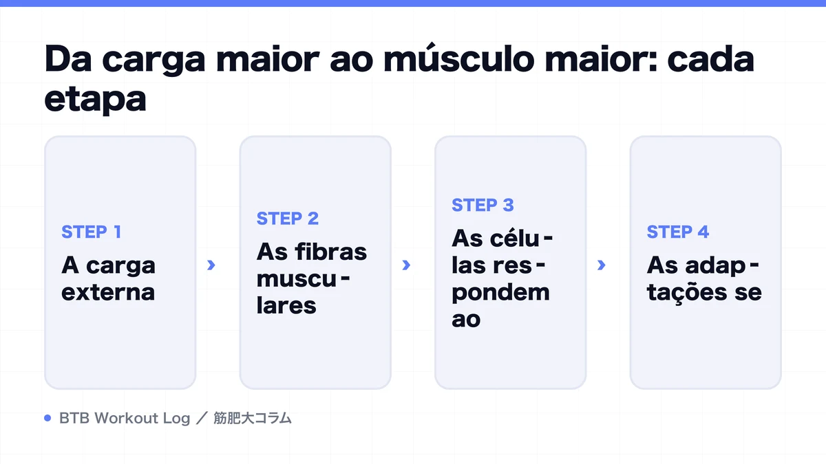Diagram: Da carga maior ao músculo maior: cada etapa