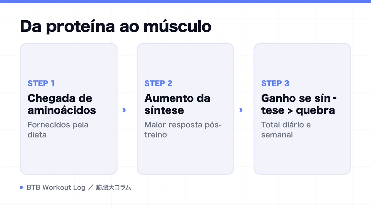 Diagram: Da proteína ao músculo