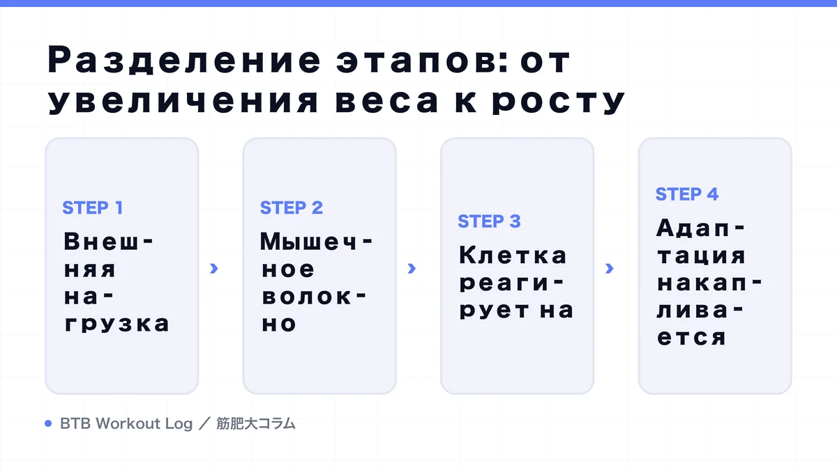 Diagram: Разделение этапов: от увеличения веса к росту