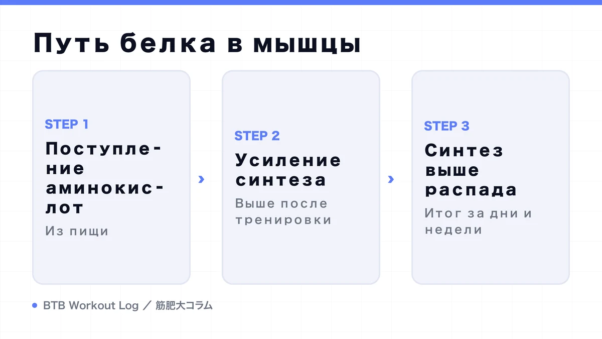 Diagram: Путь белка в мышцы