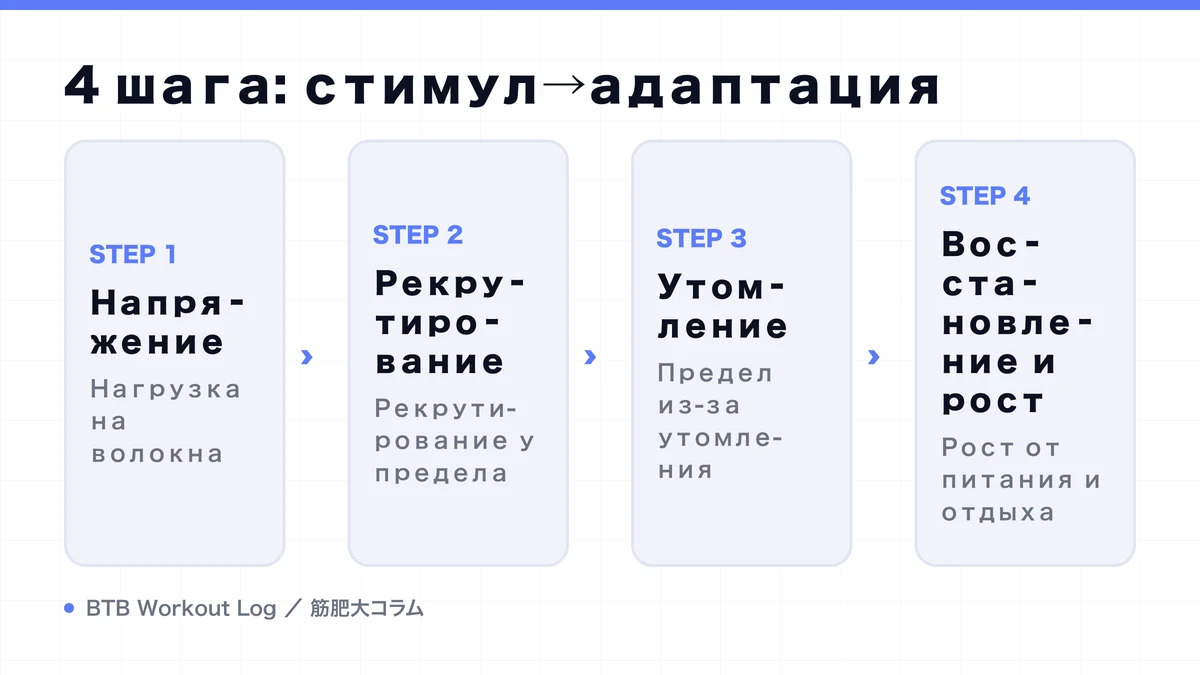 Diagram: 4 шага: стимул→адаптация