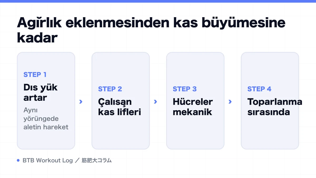 Diagram: Ağırlık eklenmesinden kas büyümesine kadar