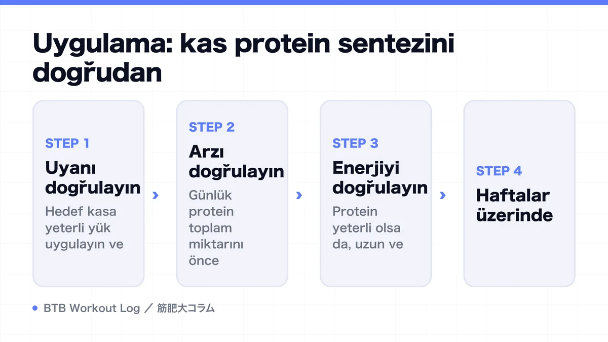 Diagram: Uygulama: kas protein sentezini doğrudan