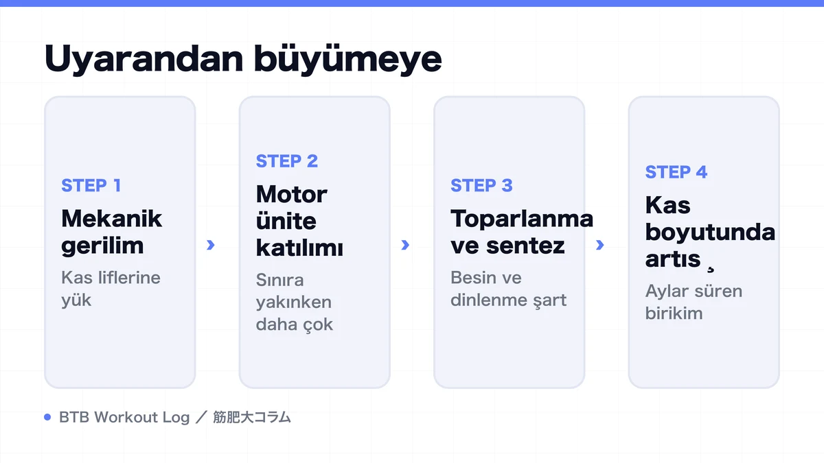 Diagram: Uyarandan büyümeye