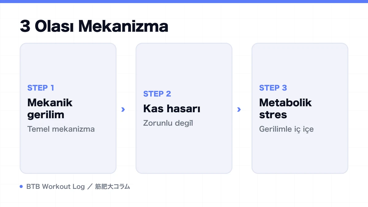 Diagram: 3 Olası Mekanizma