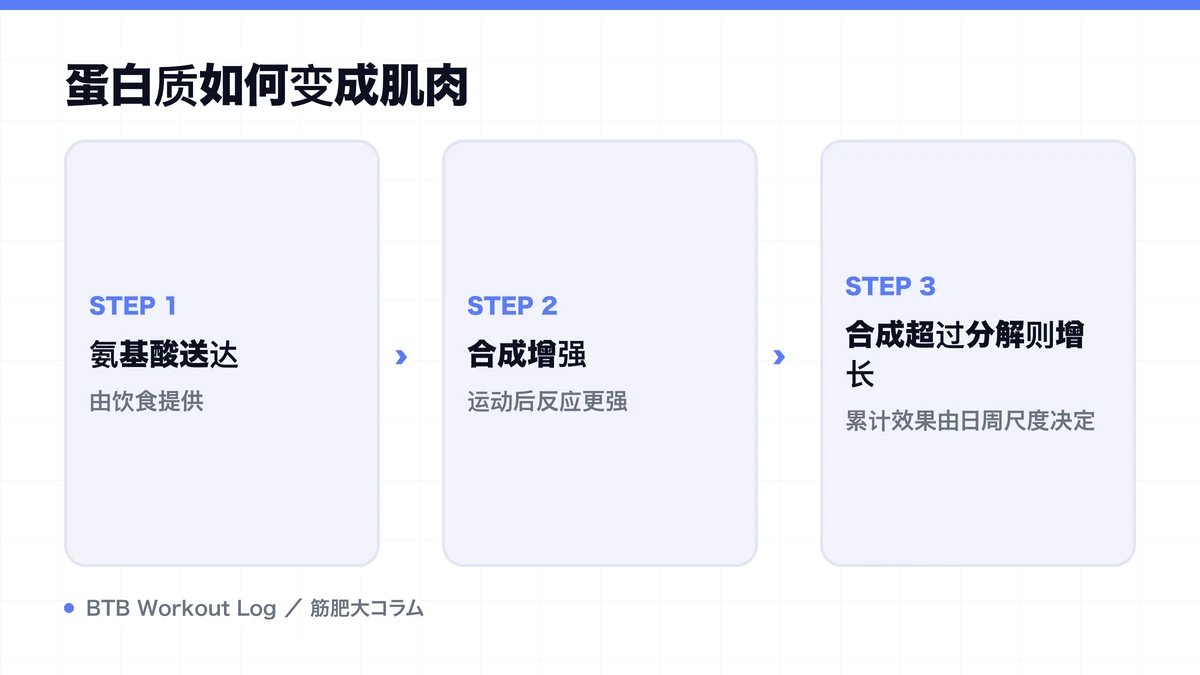 Diagram: 蛋白质如何变成肌肉