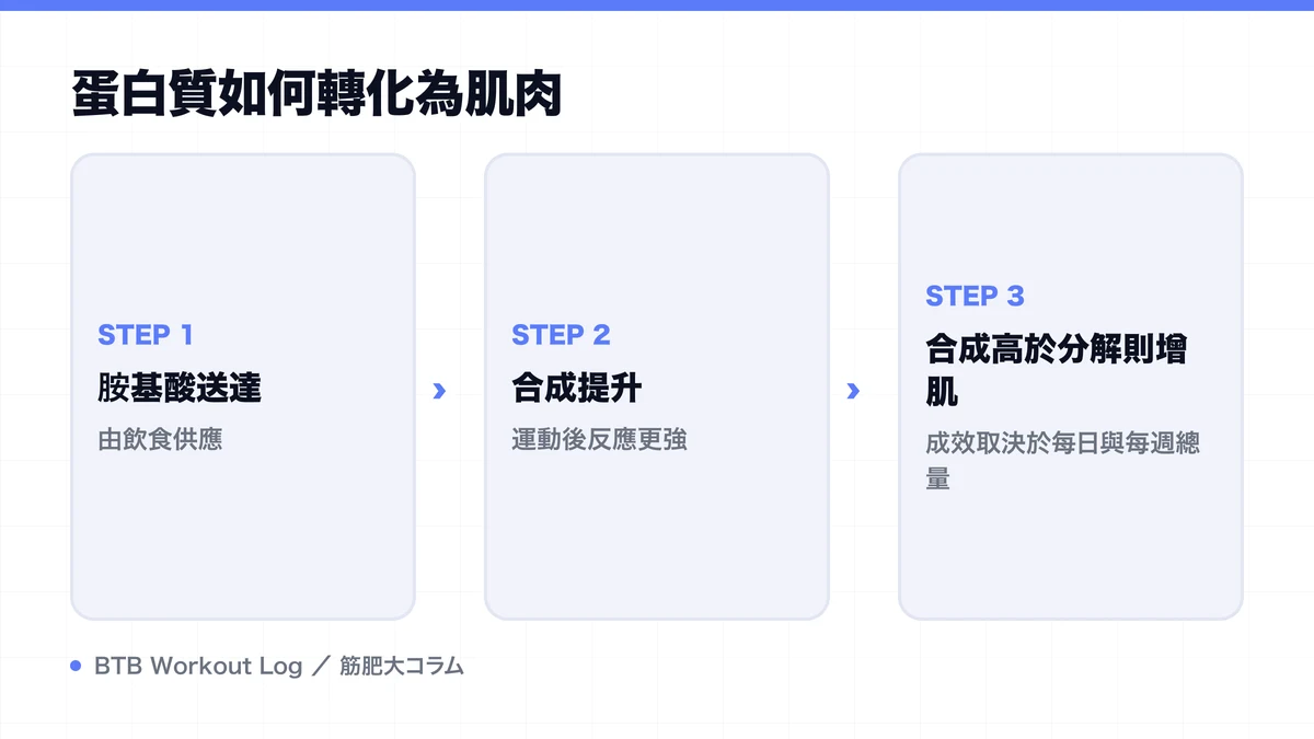 Diagram: 蛋白質如何轉化為肌肉