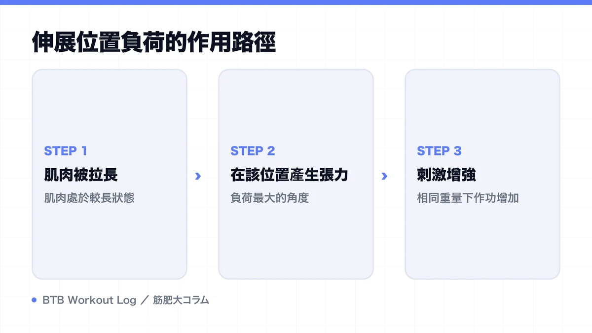 Diagram: 伸展位置負荷的作用路徑