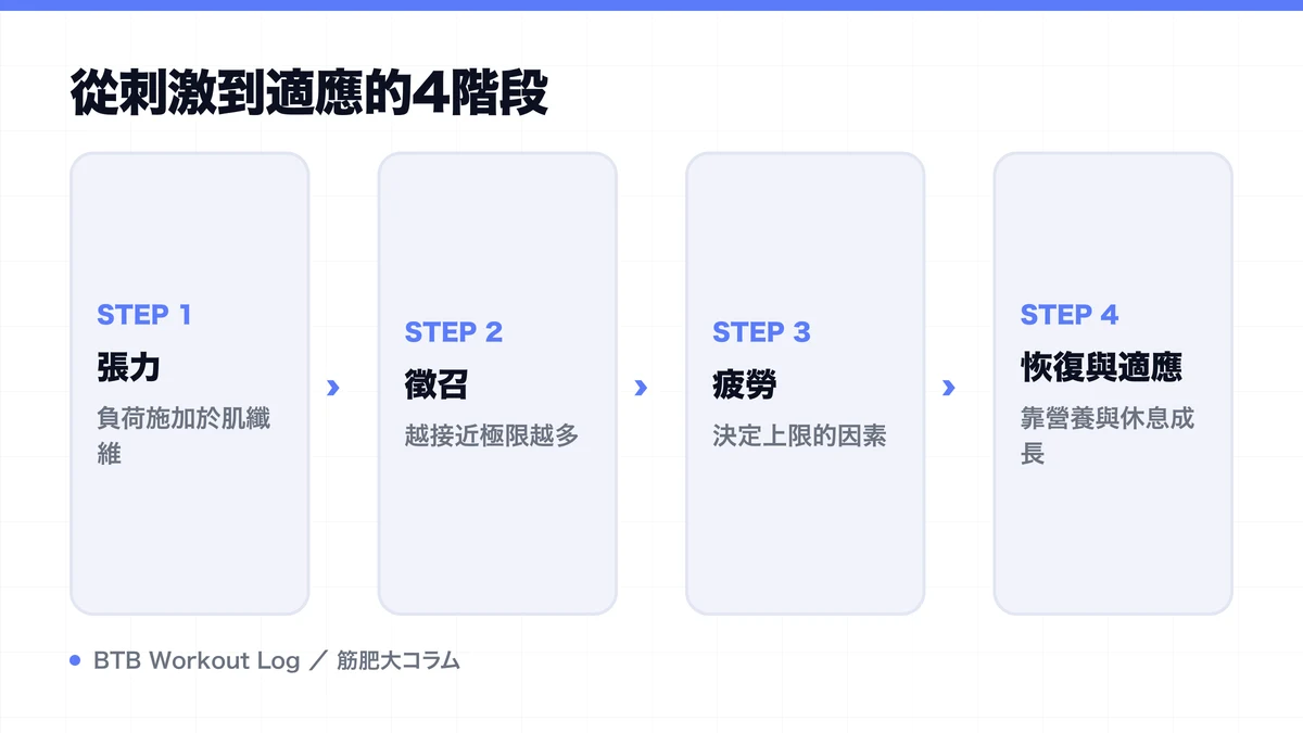 Diagram: 從刺激到適應的4階段