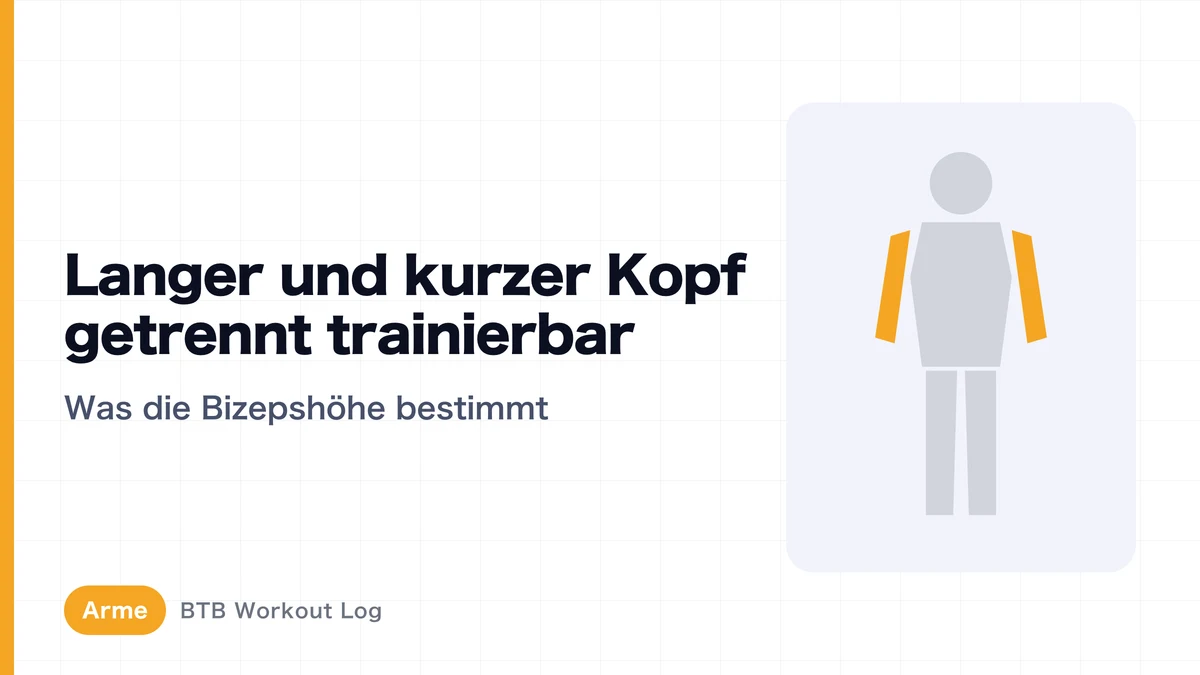 Langer und kurzer Bizepskopf: Gezielt trainieren für Peak und Armumfang?