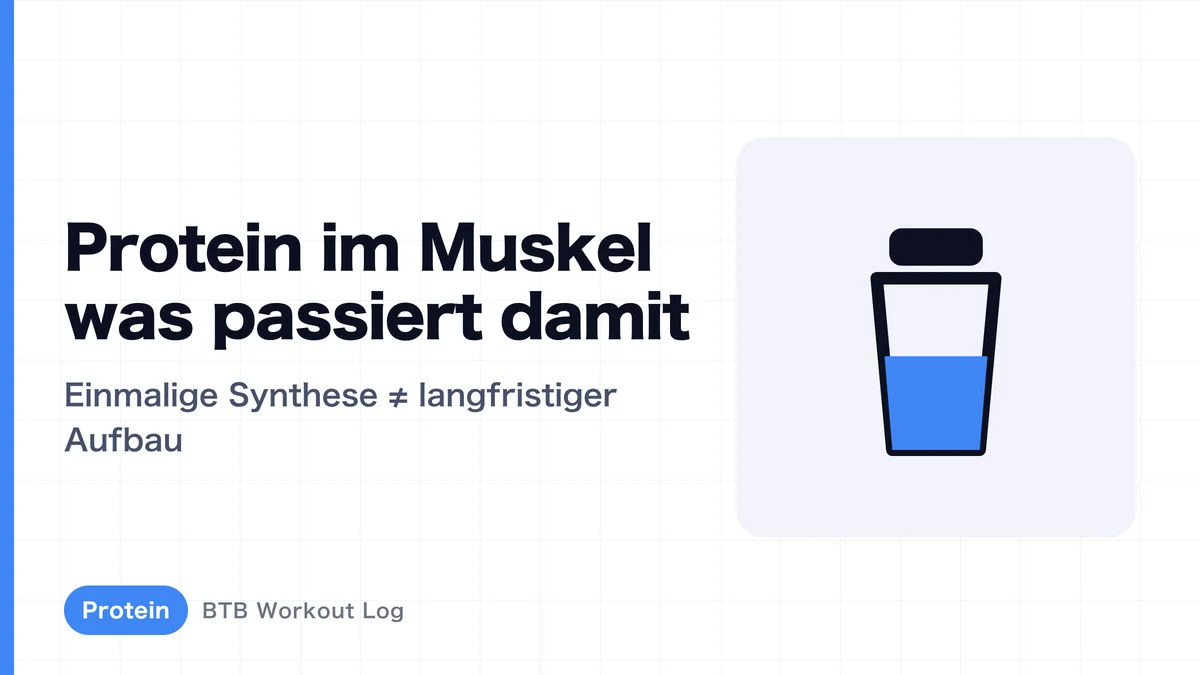 Muskelproteinsynthese: Was passiert in der Muskulatur nach Proteinzufuhr?