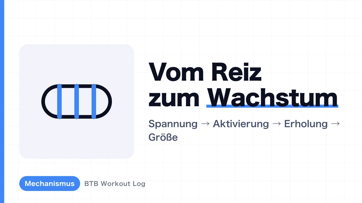 Warum wachsen Muskeln durch Training? Der komplette Weg zum Muskelaufbau erklärt