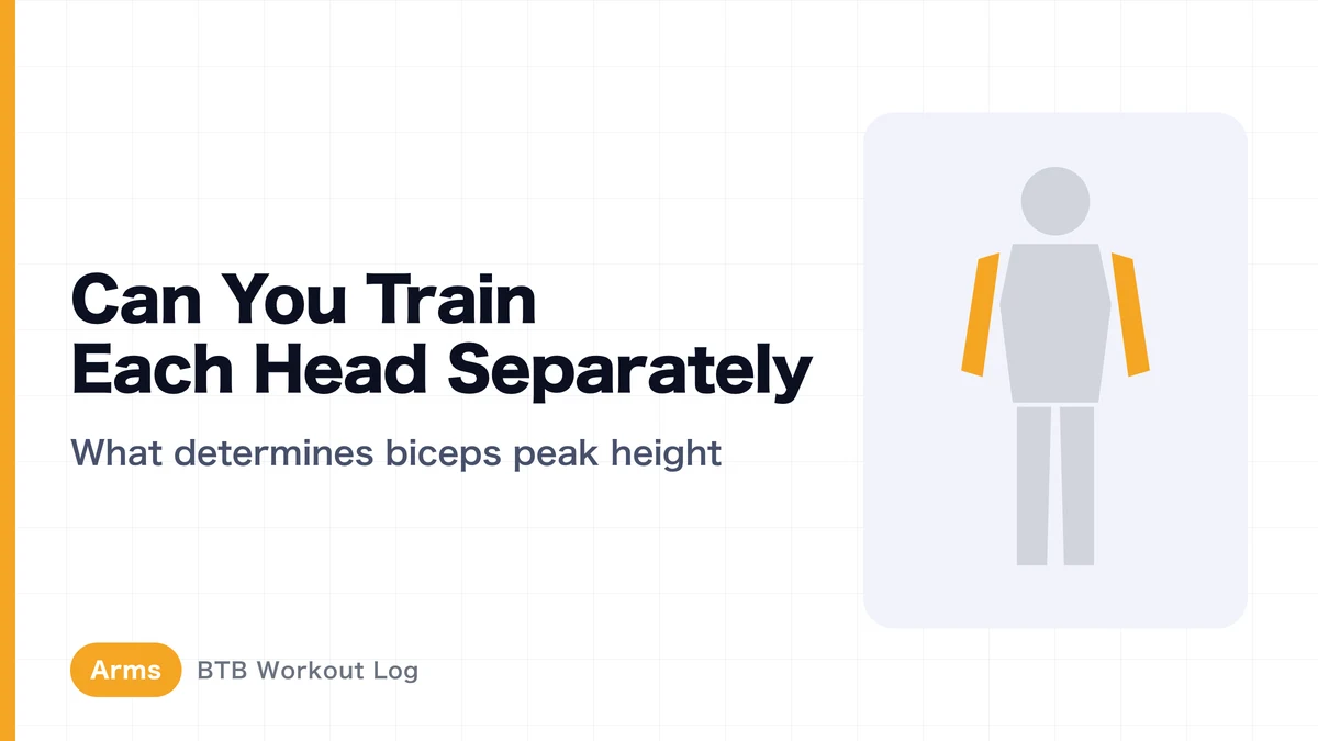 Biceps Long Head vs Short Head: Can You Target Each for a Higher Peak and Thicker Arms?