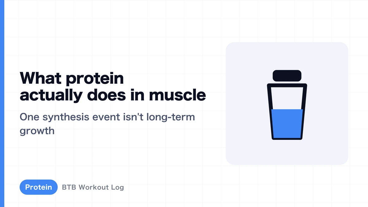 What Happens in Muscle When You Eat Protein? Explaining Muscle Protein Synthesis