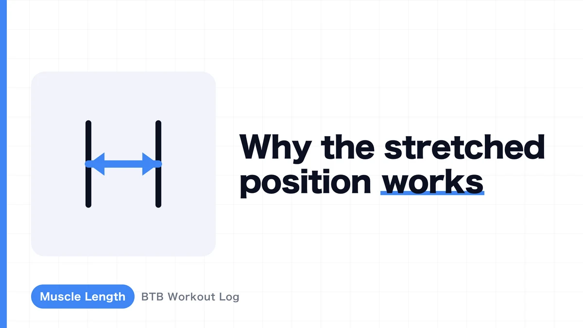 Why Does Loading a Muscle in a Stretched Position Favor Hypertrophy?